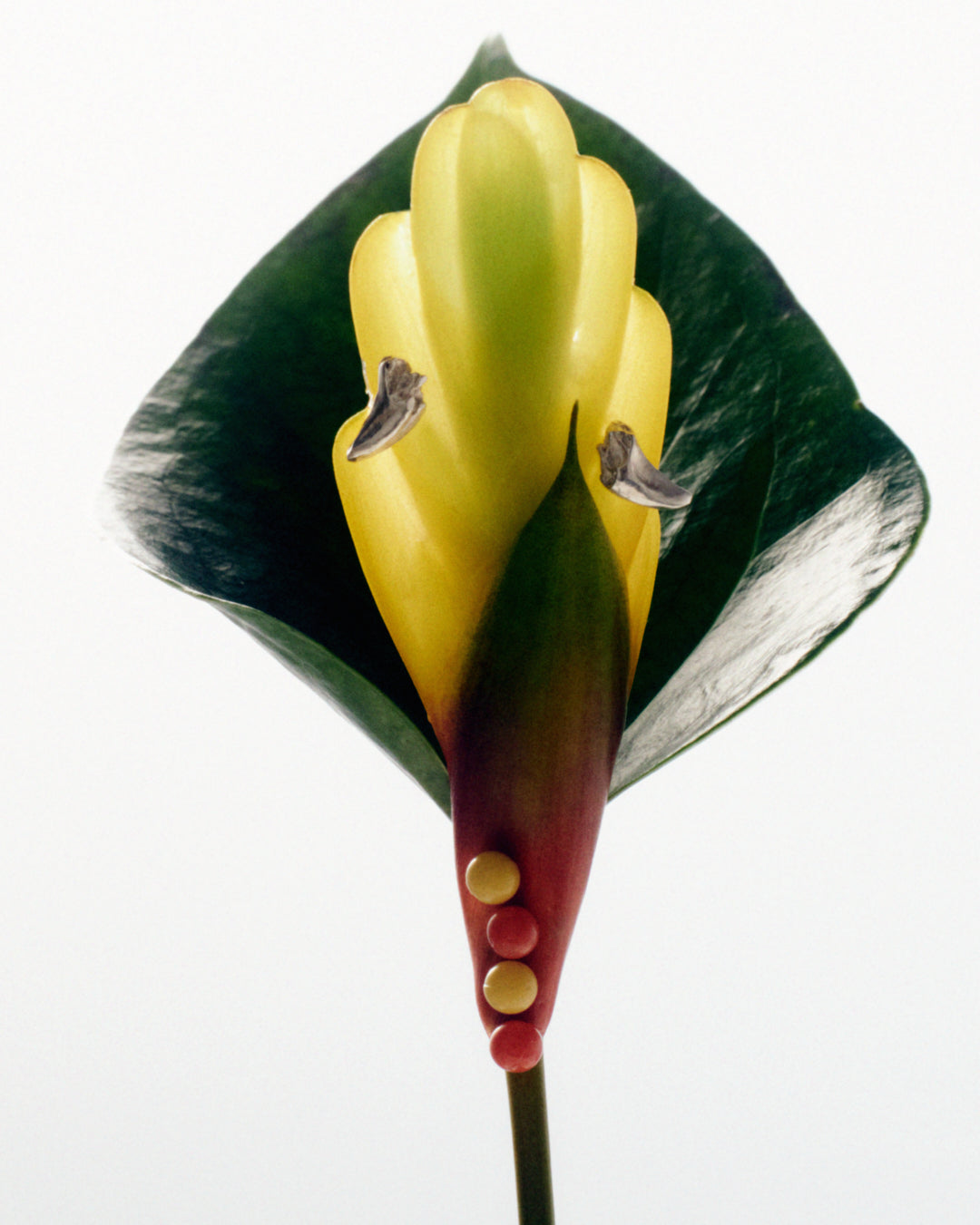 A photo of Violette Stehli Cat Tooth Earrings photographed by Daniel Antropik.
