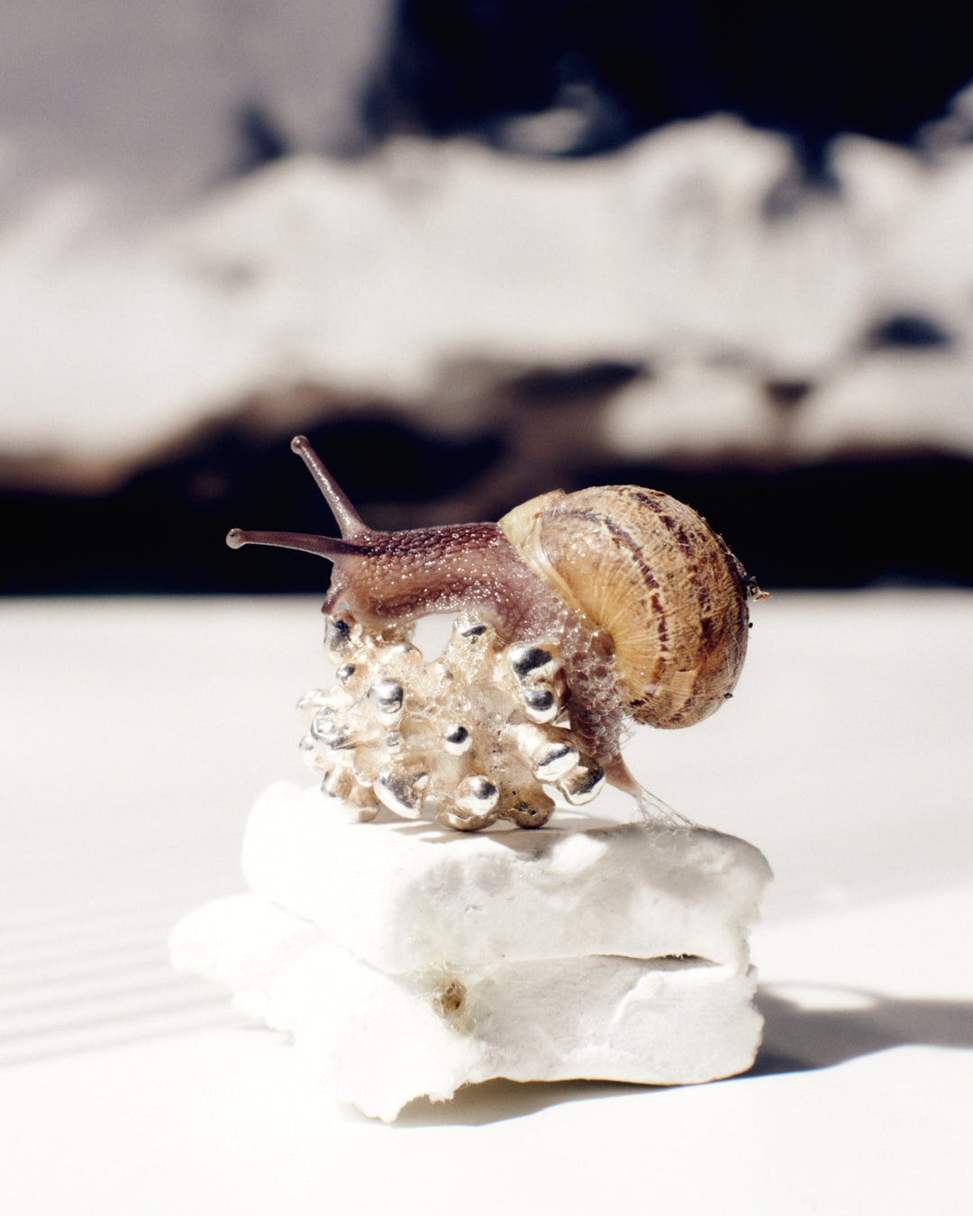 A sterling silver ring cast from coral fragments with a snail sitting on top Photo by Daniel Antropik..