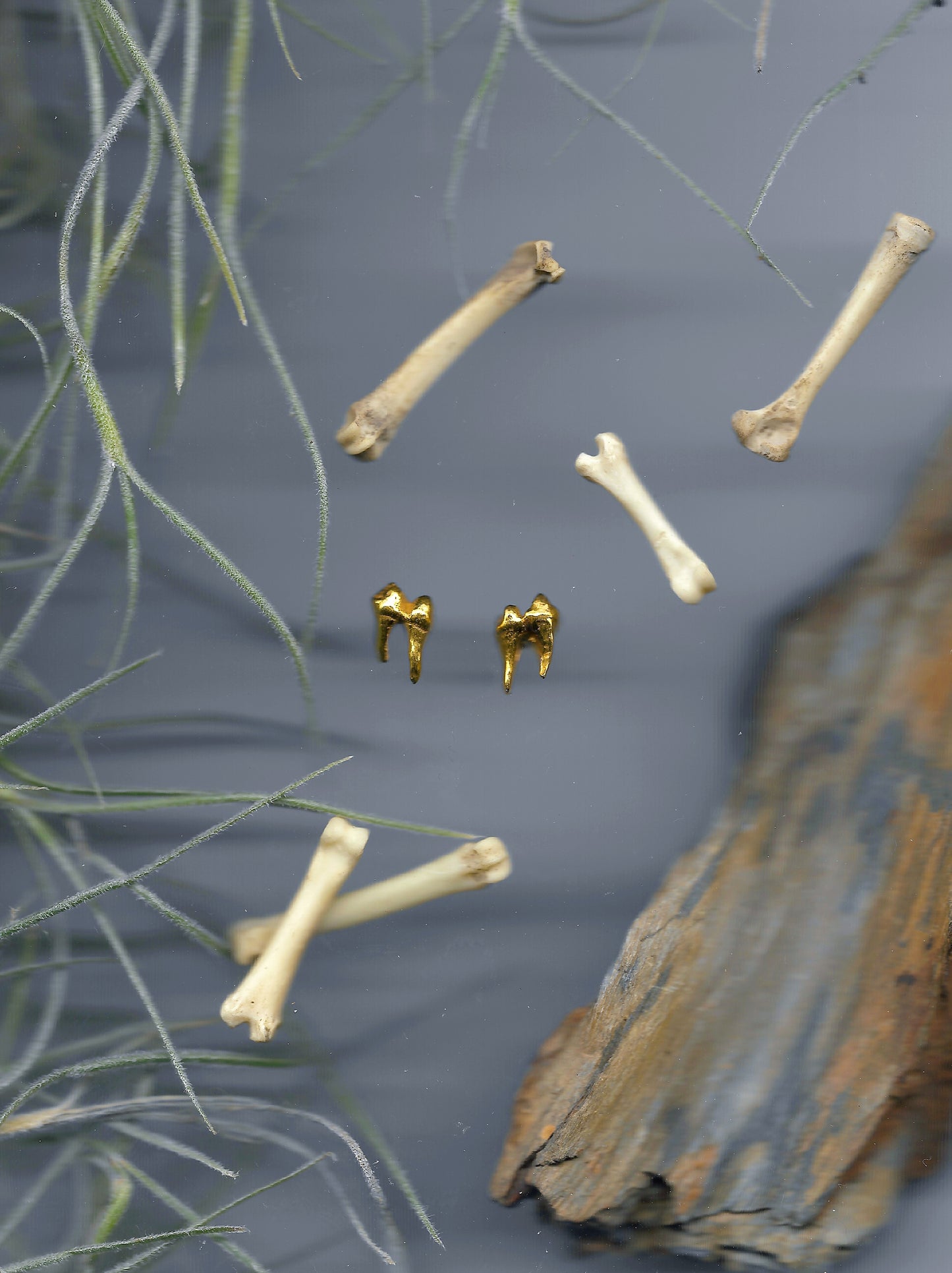 A delicate pair or 18-karat gold studs cast from possum teeth by Violette Stehli.
